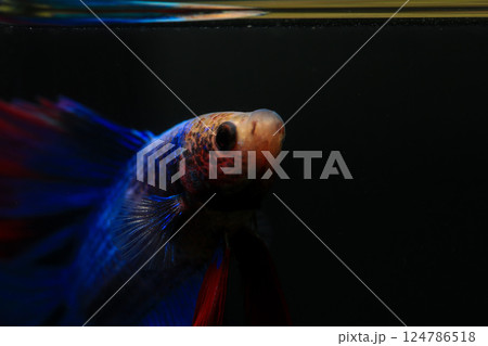 Betta, aqua blue and red color. Siamese fighting fish on dark background. Betta, aqua blue and red color. Siamese fighting fish on dark background. 124786518