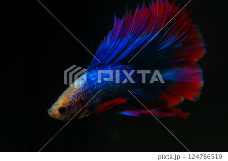 Betta, aqua blue and red color. Siamese fighting fish on dark background. 124786519