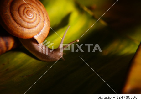 Snail in leaf with tropical . Snail on dry leaf. slow animals 124786538