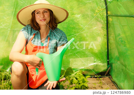 Woman watering green tomato plants in greenhouse 124786980