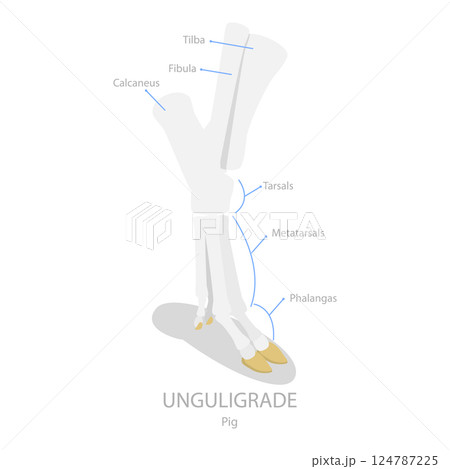 3D Isometric Flat Vector Illustration of Comparison of Plantigrade, Digitigrade and Unguligrade, Walking Methods of Human and Animals. Item 1 124787225