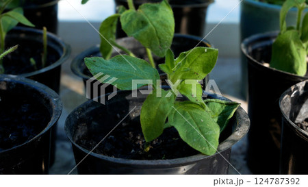 Seedlings of flowers in pots. Panorama. Seedlings of flowers in pots. Panorama. 124787392