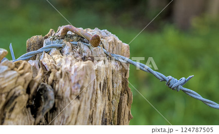 nail and wire on a wooden post nail and wire on a wooden post 124787505
