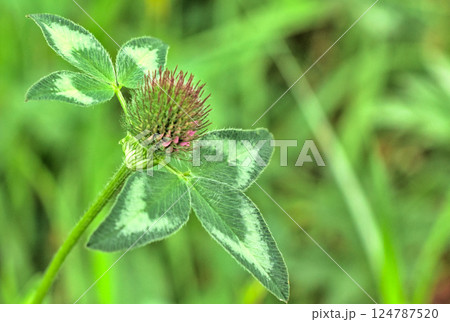 growing red clover growing red clover 124787520