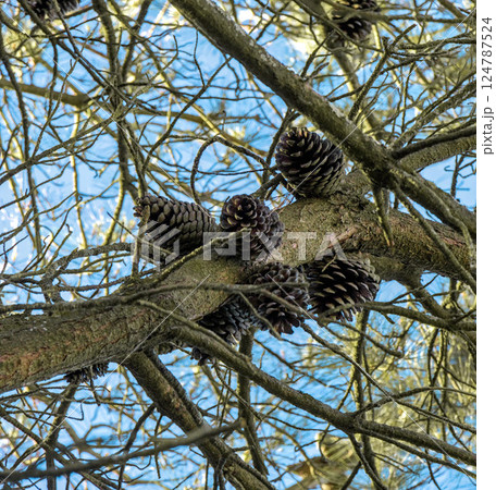 pine cones pine cones 124787524