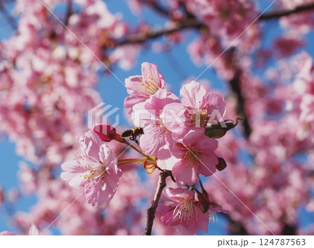 満開の河津桜 124787563