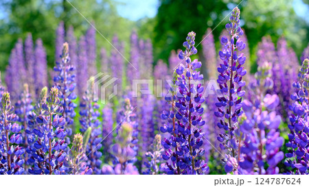 A vibrant field of blooming lupines captured on a sunny spring day. A vibrant field of blooming lupines captured on a sunny spring day. 124787624
