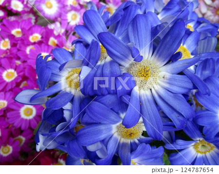 ブルーのサイネリアの花のアップ 124787654