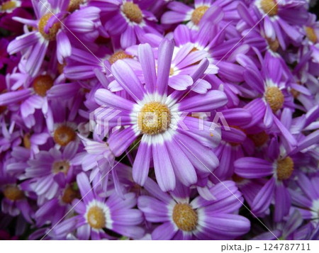 ピンク系のサイネリアの花のアップ ピンク系のサイネリアの花のアップ 124787711