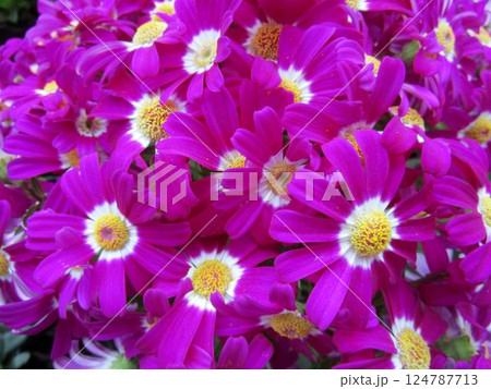 ピンク系のサイネリアの花のアップ ピンク系のサイネリアの花のアップ 124787713