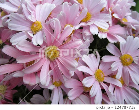 ピンク系のサイネリアの花のアップ 124787718