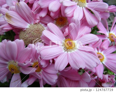 ピンク系のサイネリアの花のアップ ピンク系のサイネリアの花のアップ 124787719