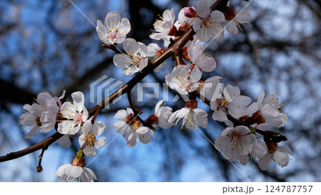 Blooming apricot branch against the background of blue sky in spring. 124787757