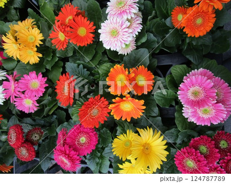 カラフルなガーベラの花 124787789