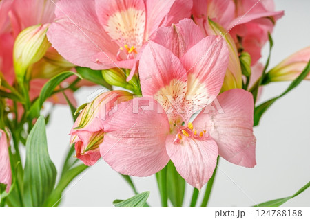 pink alstroemeria flower, Lily of the Incas, in vase on isolated white background pink alstroemeria flower, Lily of the Incas, in vase on isolated white background 124788188