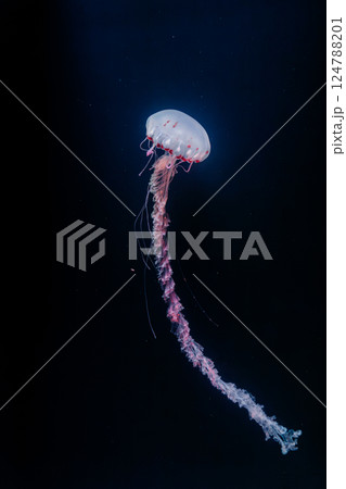 underwater photos of purple striped jelly chrysaora colorata 124788201