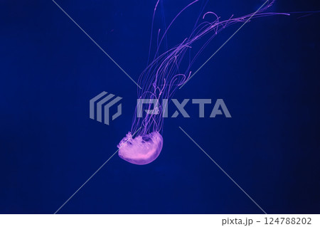 underwater photos of jellyfish chrysaora quinquecirrha jellyfish the atlantic sea nettle 124788202