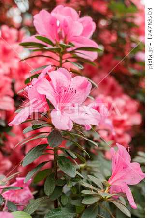 Beautiful blooming pink Azalea bushes 124788203