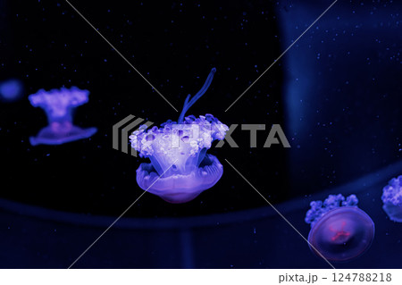 underwater photography jellyfish Cotylorhiza tuberculata, Mediterranean jellyfish underwater photography jellyfish Cotylorhiza tuberculata, Mediterranean jellyfish 124788218