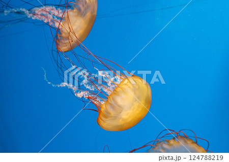underwater photography jellyfish Chrysaora fuscescens, Pacific sea nettle, West Coast sea nettle underwater photography jellyfish Chrysaora fuscescens, Pacific sea nettle, West Coast sea nettle 124788219
