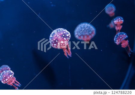 underwater photography jellyfish mastigias papua, spotted jelly, lagoon jelly, golden medusa underwater photography jellyfish mastigias papua, spotted jelly, lagoon jelly, golden medusa 124788220