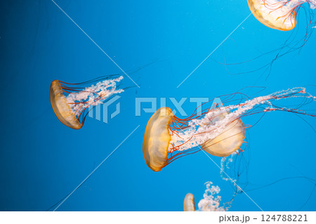 underwater photography jellyfish Chrysaora fuscescens, Pacific sea nettle, West Coast sea nettle underwater photography jellyfish Chrysaora fuscescens, Pacific sea nettle, West Coast sea nettle 124788221