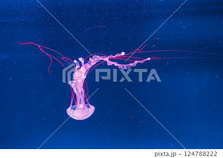 underwater photography jellyfish Purple striped jelly. Chrysaora colorata 124788222