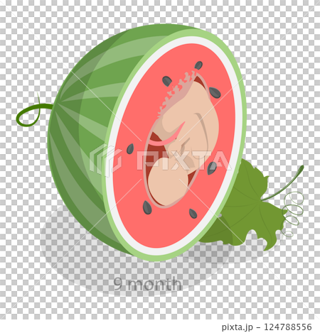 3D Isometric Flat  Illustration of Embryo Monthly Growth Stages. Item 6 124788556