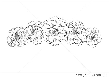 Hand drawn monochrome marigold flowers garland vector illustration painted by black inks. Blooming tagetes plant line art sketch. Floral border for mother day cards, Easter decor, summer invitation. 124788882