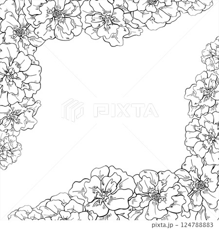 Marigold flower head vector square frame with empty space for text. Blooming calendula flowers etching drawing painted by black inks. Floral tagetes border for garden design, festival of lights. 124788883