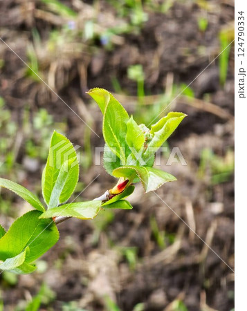 Branches of chokeberry with several leaves emerging in early spring 124790334