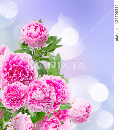 pink peonies border pink peonies border 124790539