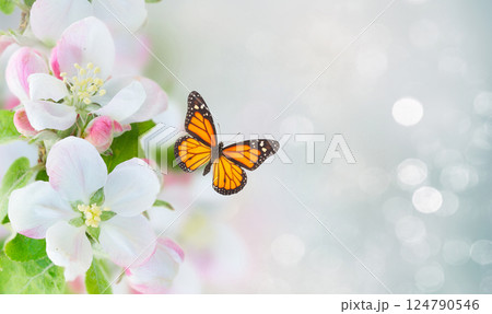 Apple tree blossom Apple tree blossom 124790546