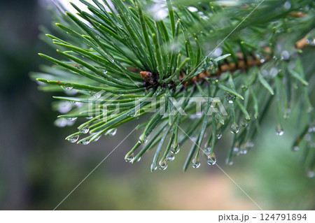 pine branch close up in summer with raindrops and dew pine branch close up in summer with raindrops and dew 124791894