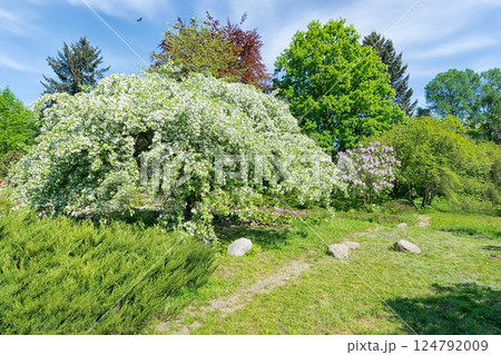 park with flowering trees, stones and a path park with flowering trees, stones and a path 124792009