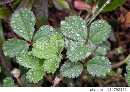 Beautiful large drop morning dew in nature, selective focus. Drops of clean transparent water on leaves. Sun glare in drop. Image in green tones. Spring summer natural background. Beautiful large drop morning dew in nature, selective focus. Drops of clean transparent water on leaves. Sun glare in drop. Image in green tones. Spring summer natural background. 124792382