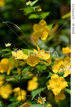 ヤマブキの花 ヤマブキの花 124793212