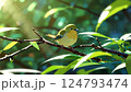 新緑と小さな鳥 124793474