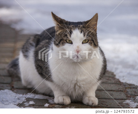 Mongrel cat named Bublik on his first spring walk. 124793572