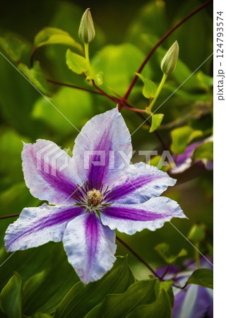 Clematis flower, corolla, petals, stamens and pistil of the plant. 124793574