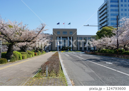 桜並木に映える佐賀県庁旧館と新館 124793600