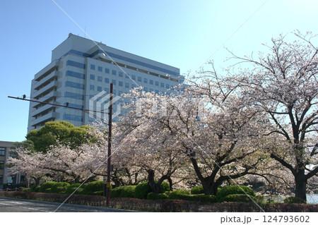 桜並木に映える佐賀県庁と県会議事堂 桜並木に映える佐賀県庁と県会議事堂 124793602