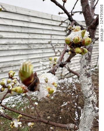 Spring buds on tree covered in icy snowflakes due to abnormal seasonal weather shift 124793608