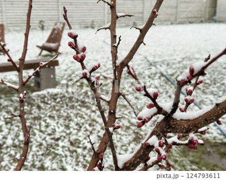 Multiple tree branches with bright red buds covered in snow during an abnormal spring snowfall Multiple tree branches with bright red buds covered in snow during an abnormal spring snowfall 124793611
