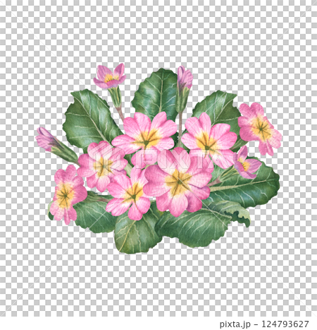 Pink primula flowers with green leaves and buds. Hand drawn watercolor botanical illustration with primrose on isolated background. Can be use as print, poster, sticker, element design, tattoo, label 124793627