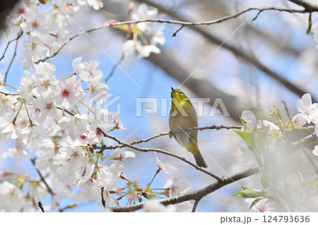 満開の桜とメジロ　サクジロー　春の素材 124793636