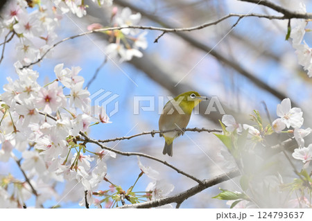 満開の桜とメジロ サクジロー 春の素材 満開の桜とメジロ サクジロー 春の素材 124793637