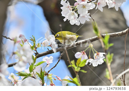 満開の桜とメジロ　サクジロー　春の素材 124793638