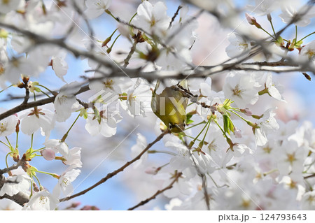 満開の桜とメジロ サクジロー 春の素材 満開の桜とメジロ サクジロー 春の素材 124793643