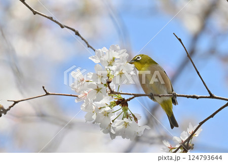 満開の桜とメジロ サクジロー 春の素材 満開の桜とメジロ サクジロー 春の素材 124793644